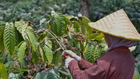Kawisari Coffee Farm Shop & Eatery Bali, photo 4