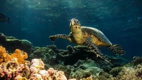 Hurghada Diving, Hurghada