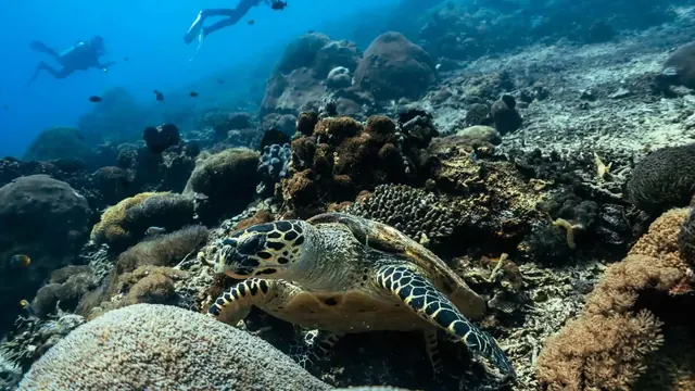 Legend Diving Penida, Bali