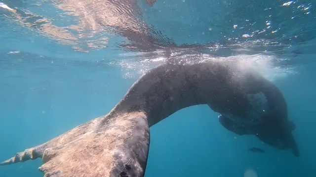 Cape Town Freediving, Cape Town