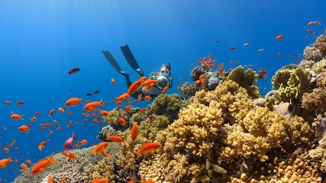Nemo Diving Center, Dubai