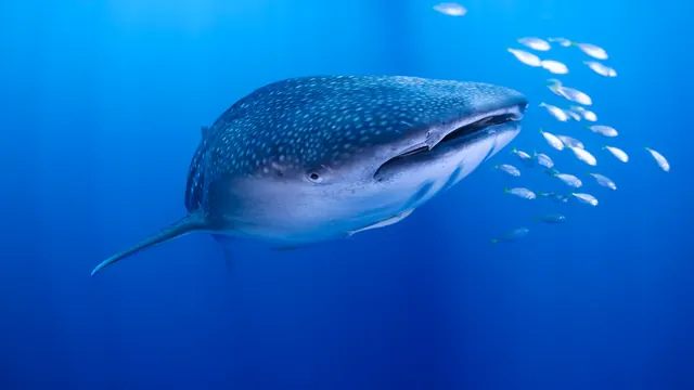 All4Diving Phuket, Phuket